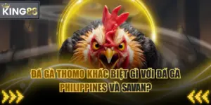 Đá Gà Thomo Khác Biệt Gì Với Đá Gà Philippines Và Savan?